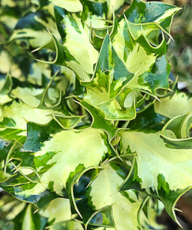 Ilex aquif. Silver Milkmaid