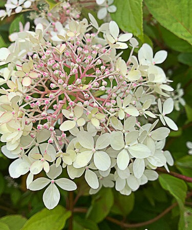 Hydrangea paniculata 'Phantom' AGM