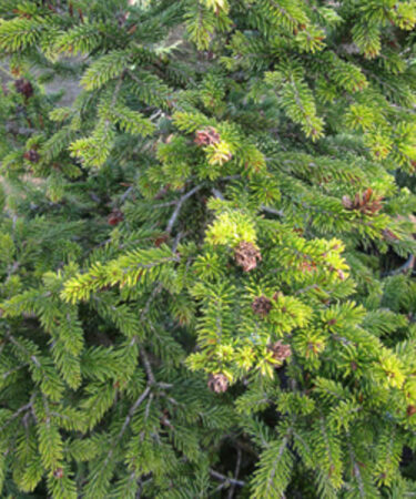 Picea abies 'Wills Zwerg'
