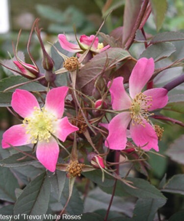 Rosa Rubrifolia (Glauca)