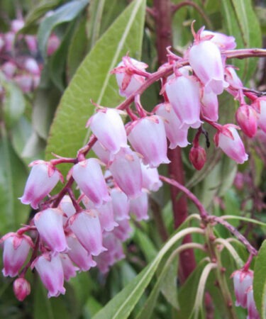 Pieris japonica 'Valley Rose'