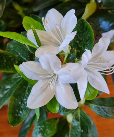 Azalea (Evergreen) 'White Lady'