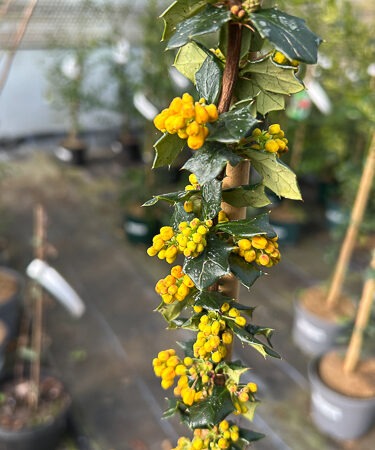 Berberis lologen. 'Mystery Fire'