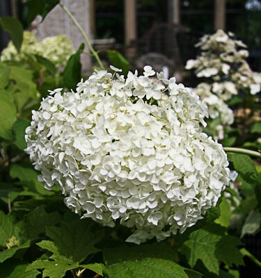 Hydrangea quercifolia 'Snow Queen' = 'Flemygea'
