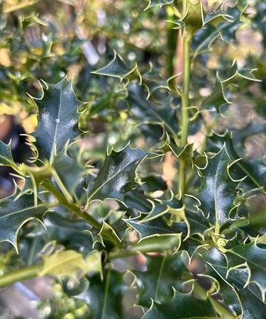 Ilex aquif. 'Ashmount'