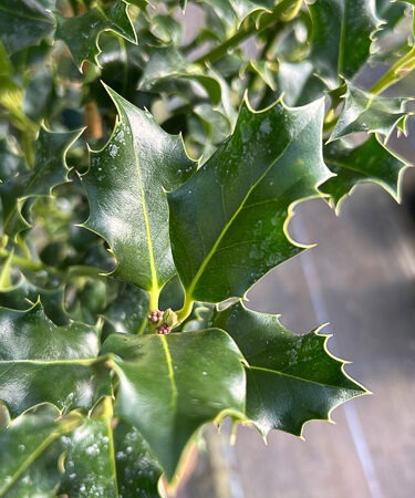 Ilex Aquif. 'Green Pillar'