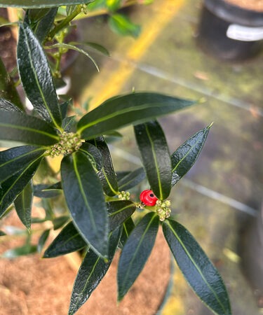 Ilex Aquif. 'Harpune'