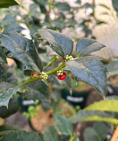Ilex colchica (female)