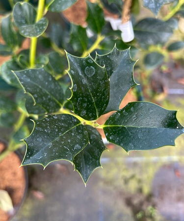 Ilex colina