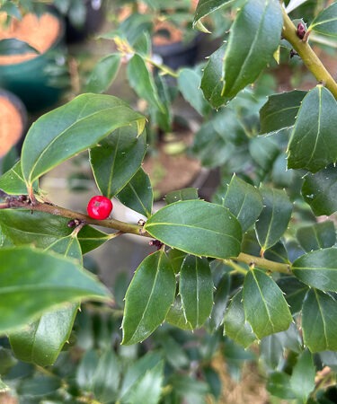 Ilex dipyrena (female selection)