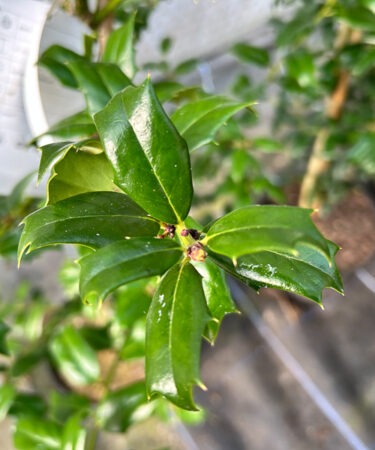 Ilex x 'Washington'