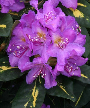 Rhododendron 'Goldflimmer'