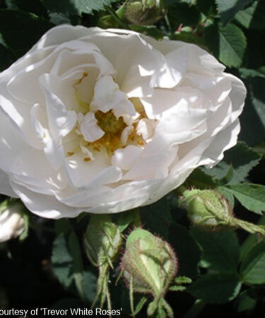 Rosa x alba 'Alba Maxima'