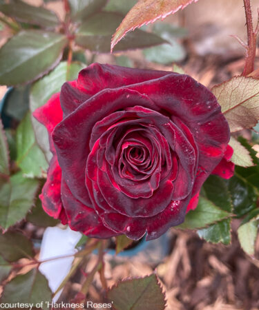 Rosa 'Black Baccara'