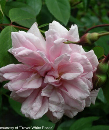 Rosa 'Cecile Brunner Clg.' AGM