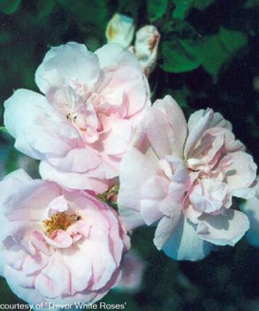 Rosa 'Celeste' (synon. Celestial) AGM
