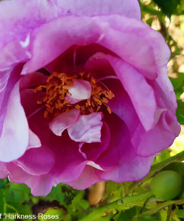 Rosa 'Forget You Not'