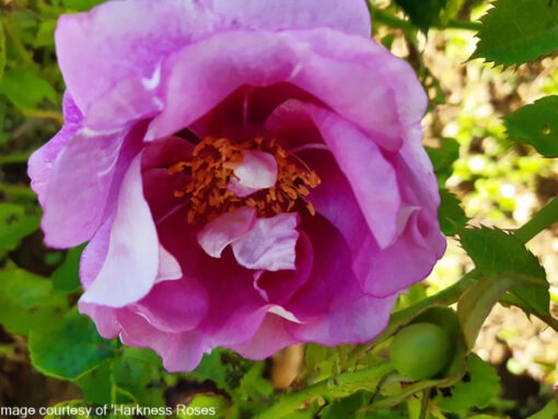 Rose Not Rosa Rosa ‘Forget You Not’ – Larch Cottage Nurseries