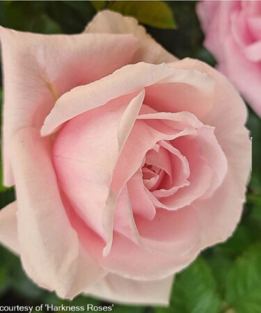 Rosa 'Happy Wedding Anniversary'