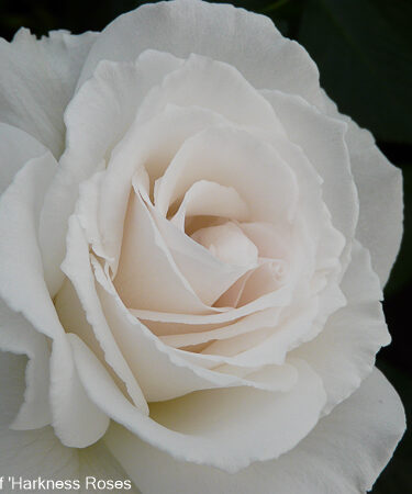 Rosa 'Margaret Merril'