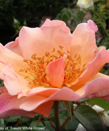 Rosa 'Meg'