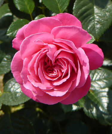 Rosa 'Mum - You are One in a Million''