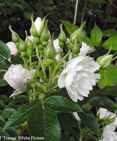 Rosa 'White Grootendorst'