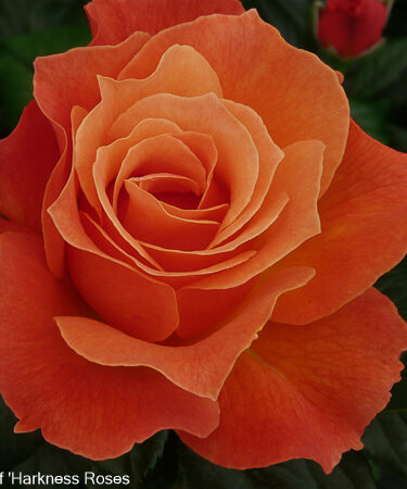 Rosa 'Super Trouper'