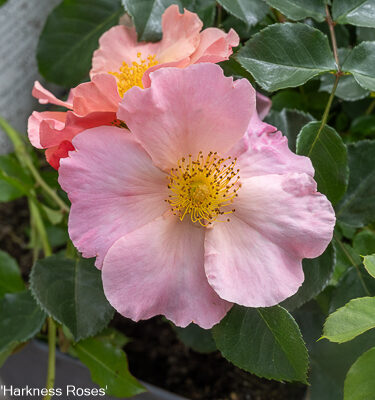 Rosa 'Simple Peach'