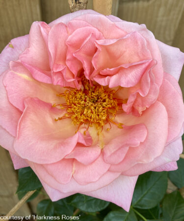 Rosa 'Sweet Syrie' CLG