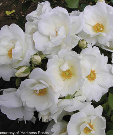 Rosa 'White Star' CLG