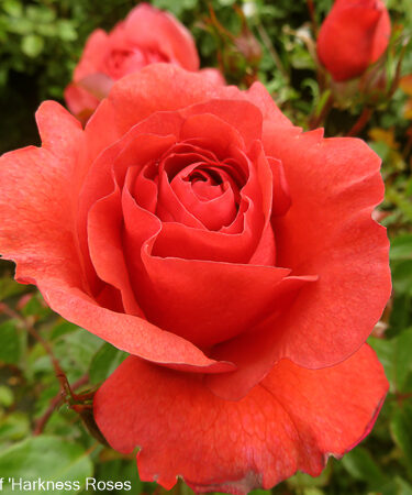 Rosa 'Wonderful World' CLG