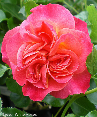 Rosa 'Cambridgeshire' (PBR)
