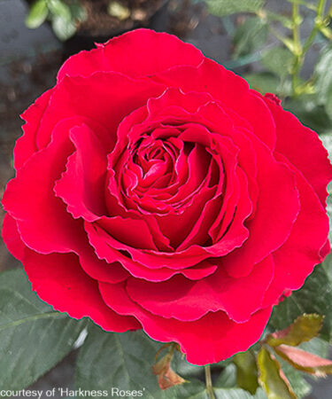 Rosa 'Ruby 40th Wedding Anniversary'