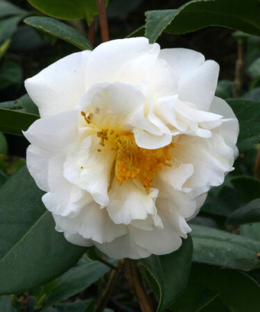 Camellia x williamsii 'E.T.R. Carlyon' AGM