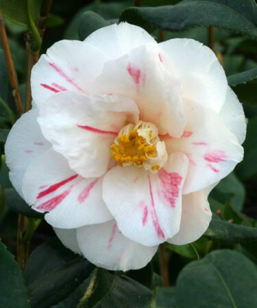 Camellia japonica 'Lady Vansittart'