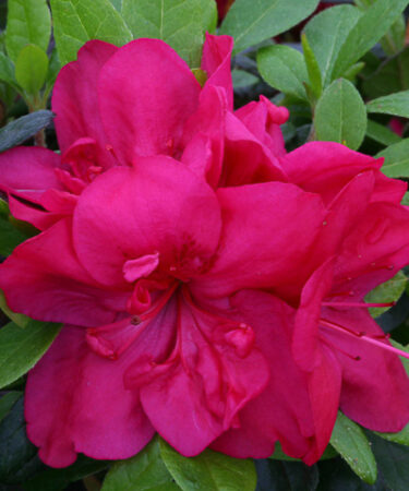 Azalea (Evergreen) 'Mothers Day' AGM