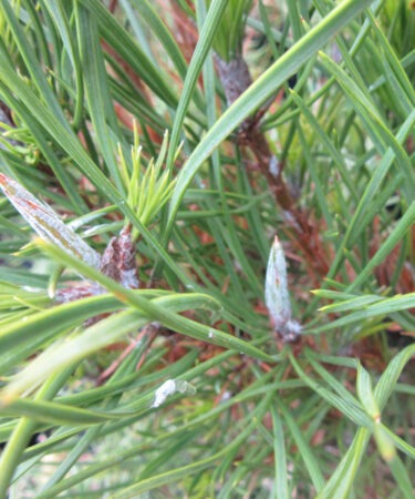 Pinus sylvestris 'Xawery'