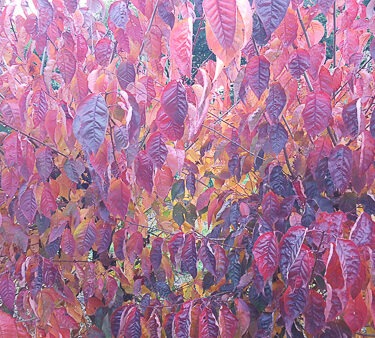 Prunus sargentii AGM