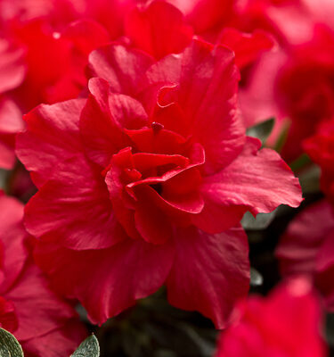 Azalea (Evergreen) 'Rani'