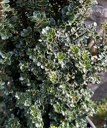 Ilex crenata 'Dwarf Pagoda'