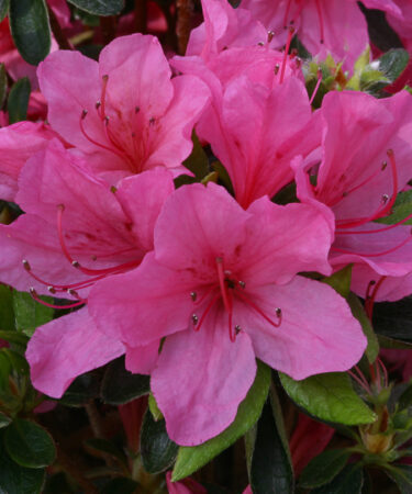 Azalea (Evergreen) 'Madame Van Hecke'