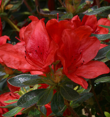 Azalea (Evergreen) 'Orange King'