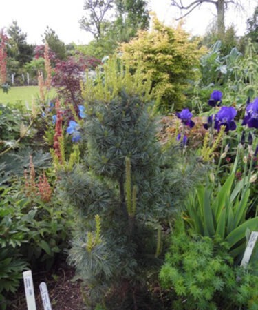 Pinus parviflora 'Schoon's Bonsai'