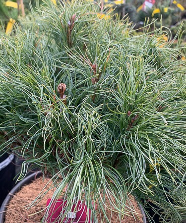 Pinus strobus 'Squiggles'
