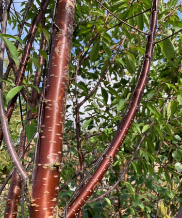 Prunus Serrula 'Branklyn' -multi stem 300-330