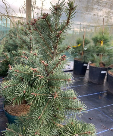 Pseudotsuga menziesii 'Blue Wonder' (glauca)