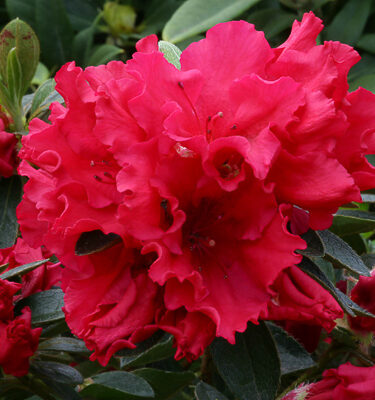Azalea (Evergreen) 'Red Wing'