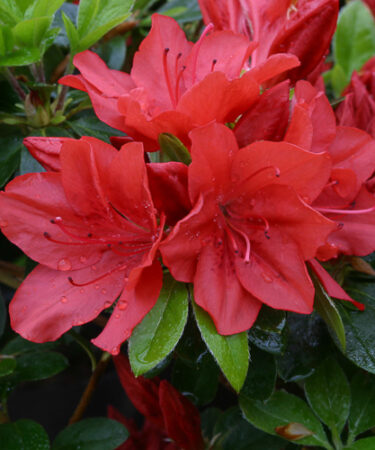 Azalea (Evergreen) 'Torchlight'