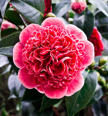 Camellia 'Volunteer'